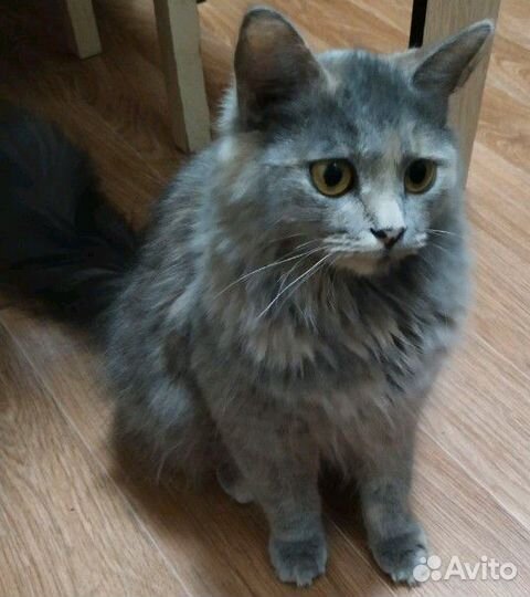 Русская голубая