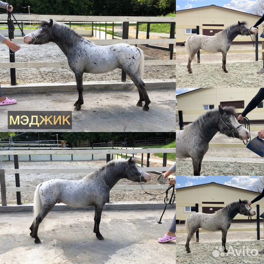 Американские миниатюрные лошади минипони аппалуза