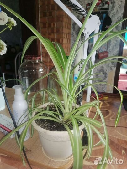 Хлорофитум