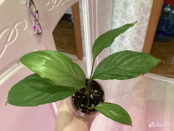 Домашние Спатифиллумы