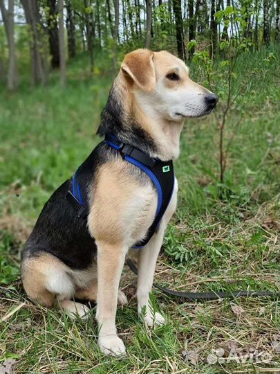 Лада ищет дом (собака из приюта)