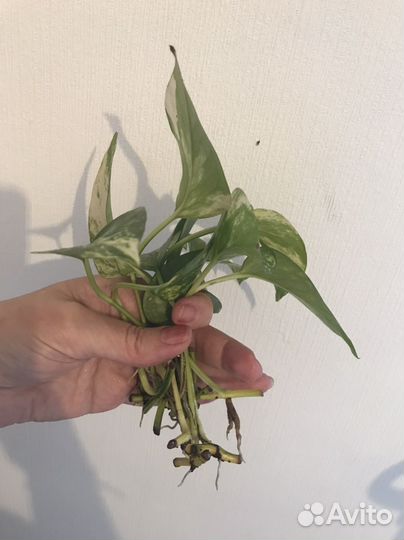 Сциндапсус золотистый