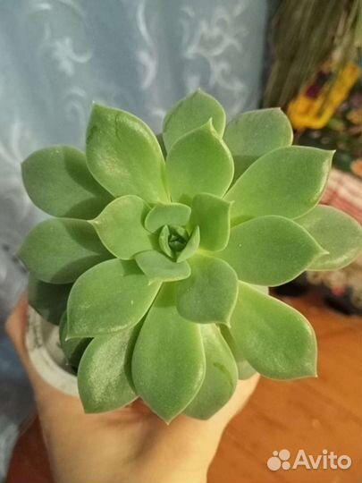 Цветы для декора