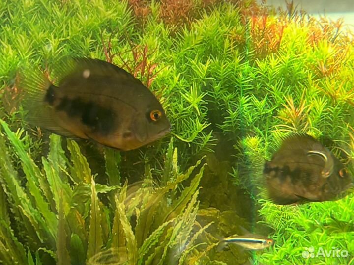 Аквариумные рыбки Уару