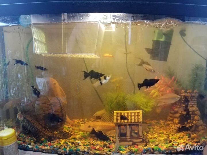 Аквариумные рыбки