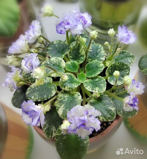 Фиалка (полумини)