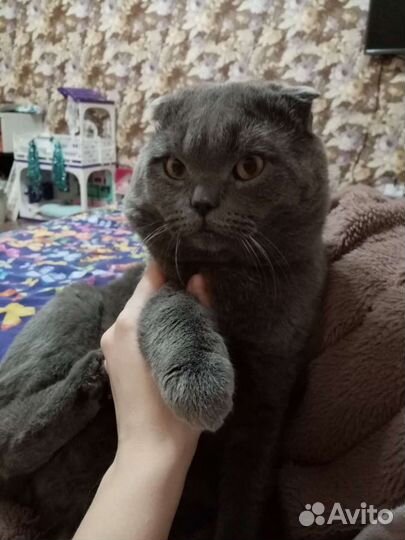 Шотландский вислоухий чистокровный кот. Случка