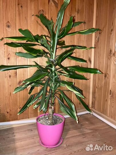 Комнатные растения разные цветы