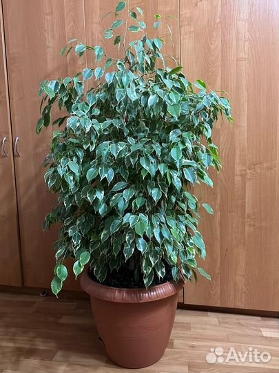 Фикус бенджамина большой