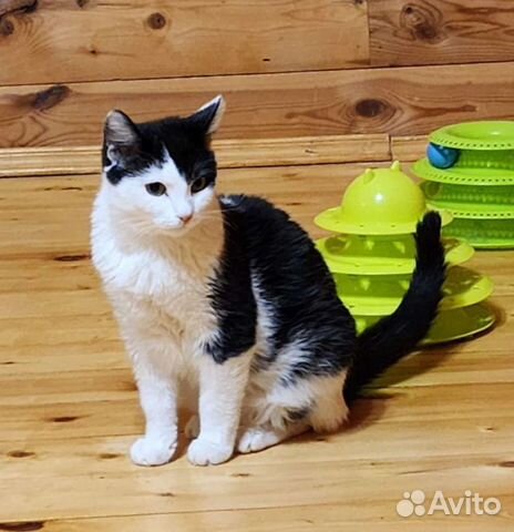 Котик подросток