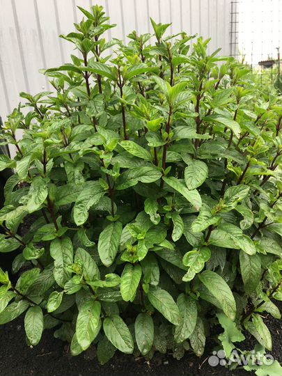 Мята ментоловая (саженцы)