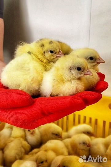 Бройлер суточный Кобб-500, Росс-308 в Ставрополе