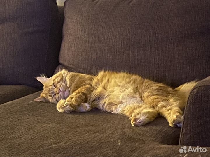 Кот мейн-кун вязка