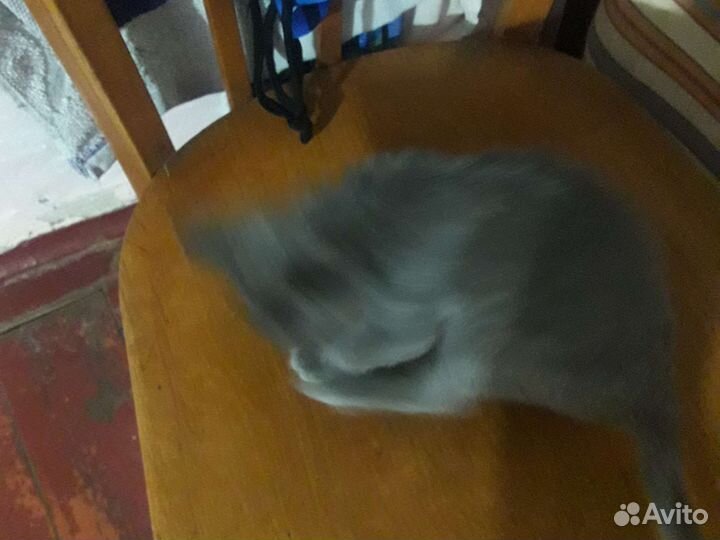 Котенок сиамский