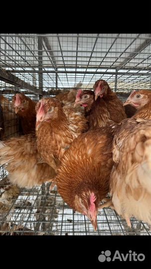 Куры молодки несушки