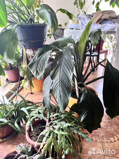 Растения для офиса