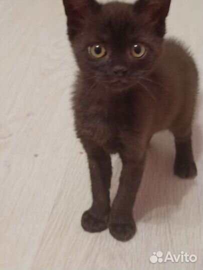 Черный котёнок Черная кошечка в добрые руки