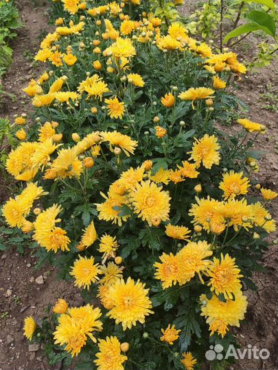 Хризантема ранняя бордюрная жёлтая