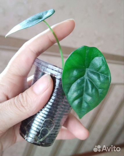 Алаказии, Аглонемы, Антуриум