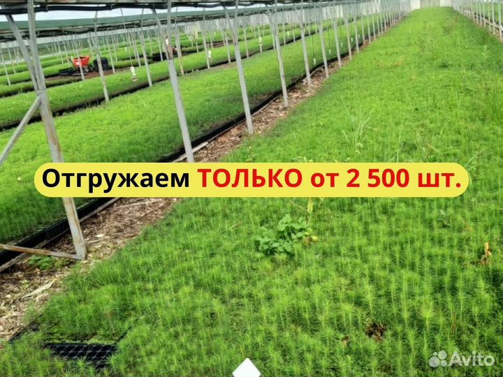 Сеянцы сосны окс