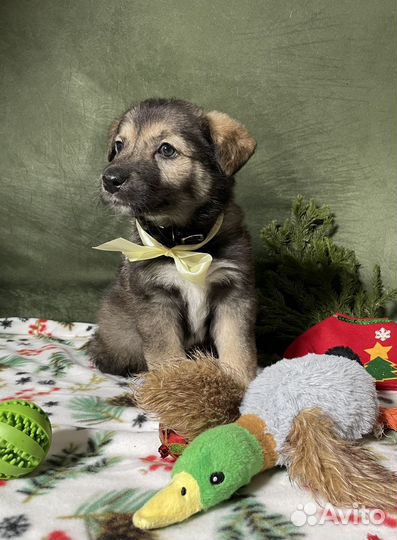 Щенок в добрые руки бесплатно