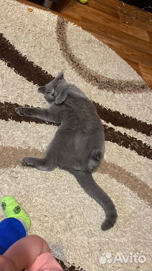 Британский вислоухий кот