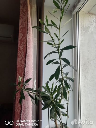 Олеандр, с горшком. 87 см