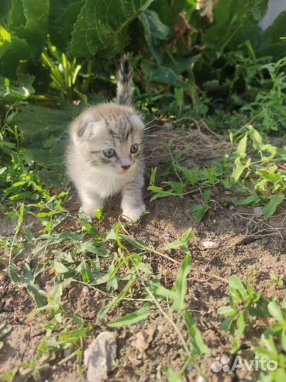 Вислоухая кошка бесплатно