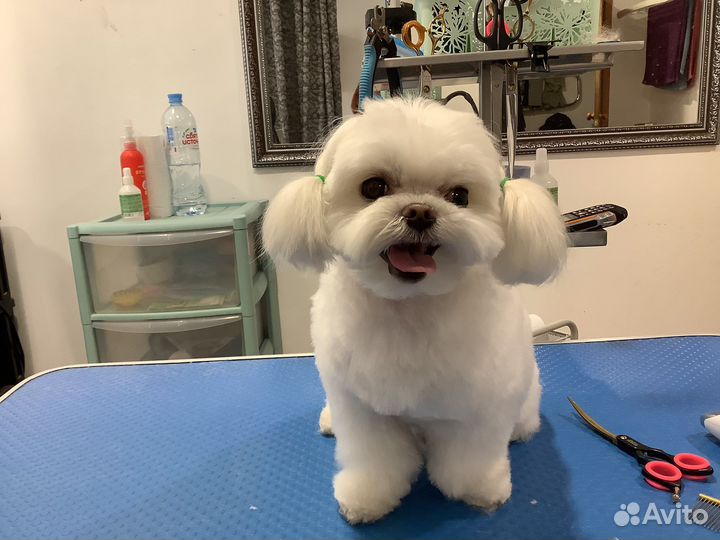 Стрижка собак и кошек/ груминг животных, уход