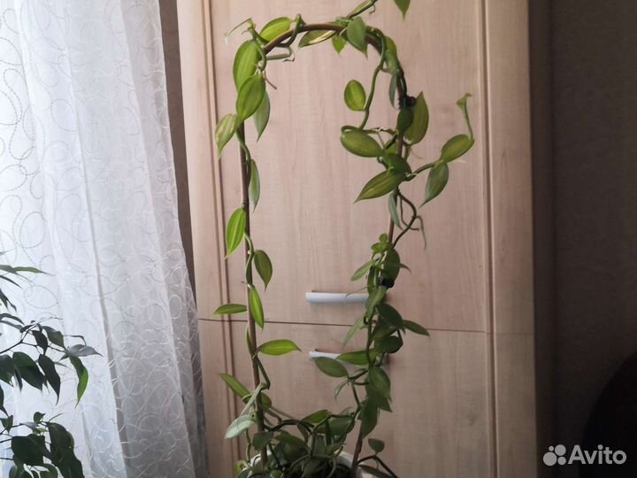 Орхидея вариегатная ваниль