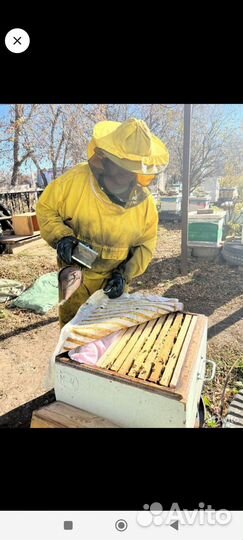 Среднерусские пчелы