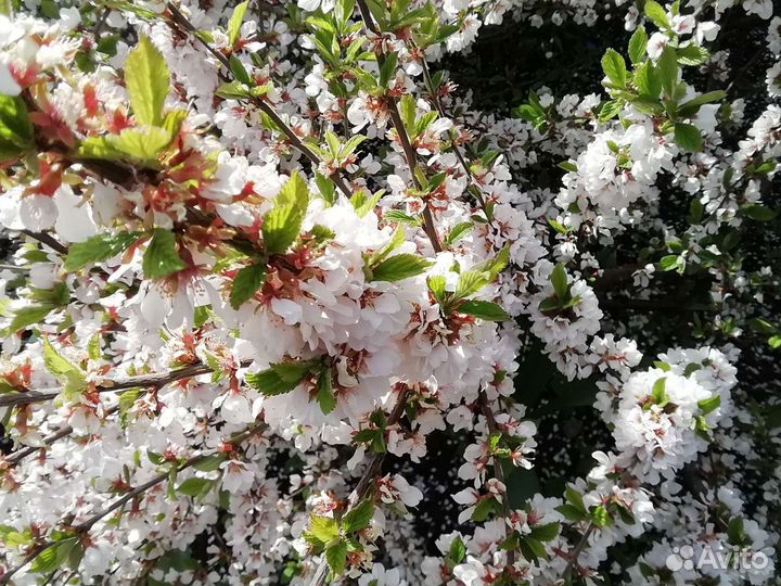 Вишня войлочная