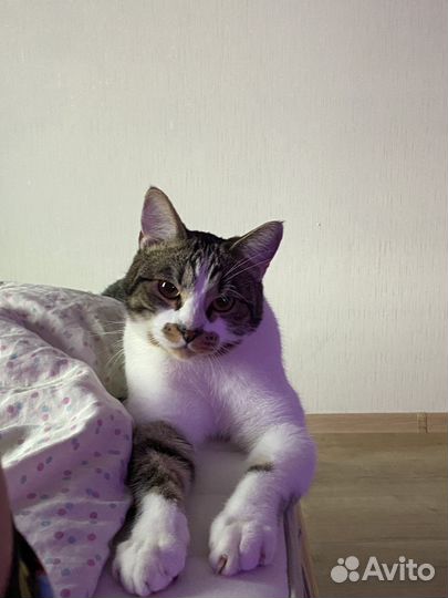 Посижу с вашим котиком Передержка котов Кэтситтер