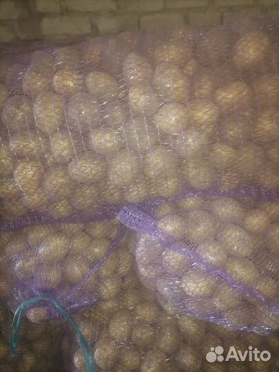 Картофель галла