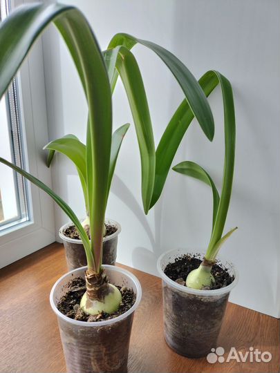 Гиппеаструм