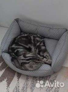 Кот на случку британец