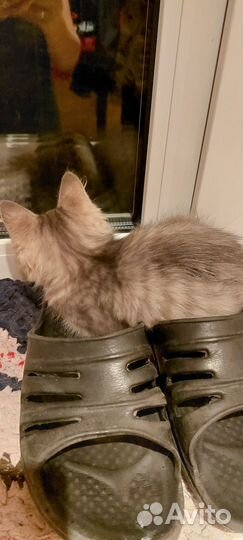 Домашние животные кошки