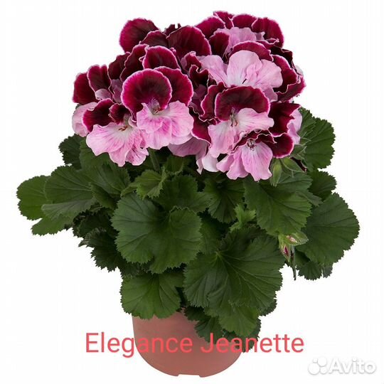 Укорененные черенки королевских пеларгоний