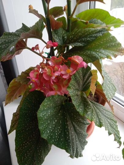 Бегония королевская