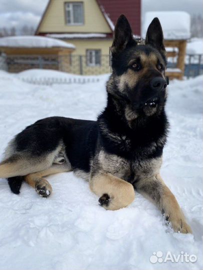 Восточно европейская овчарка вео кобель вязка