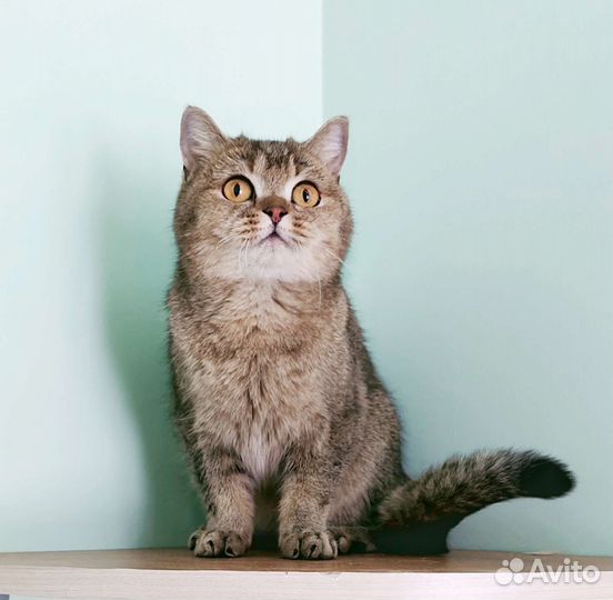 Британка умничка Марта