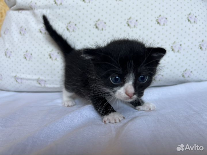 Котята отдам даром