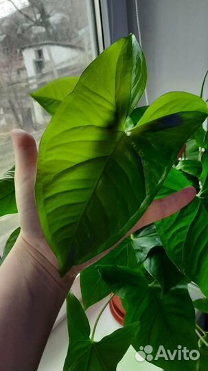 Сингониумы сортовые