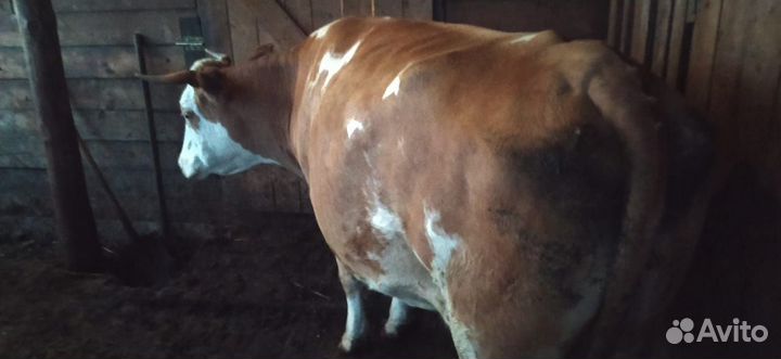 Продам корову