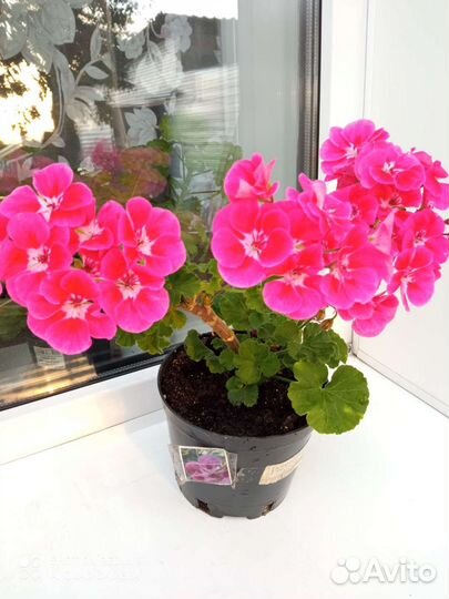 Пеларгония герань