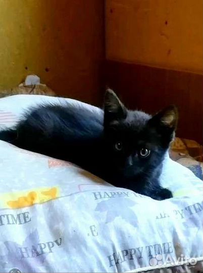 Черный котенок бесплатно
