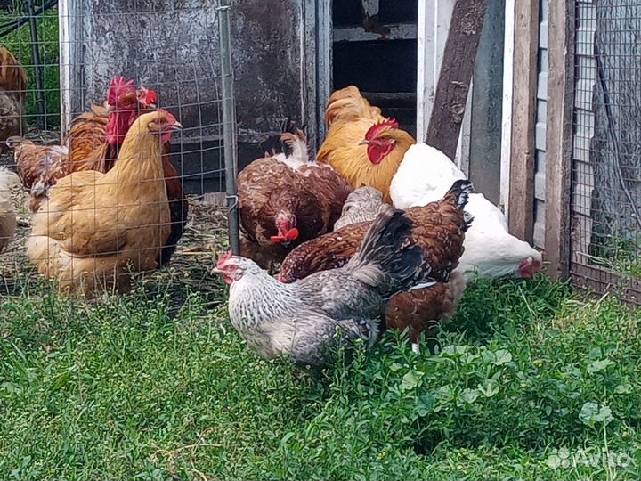 Цыплята из цветного яйца