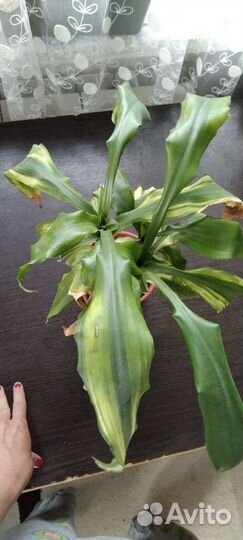 Драцены, фиалка