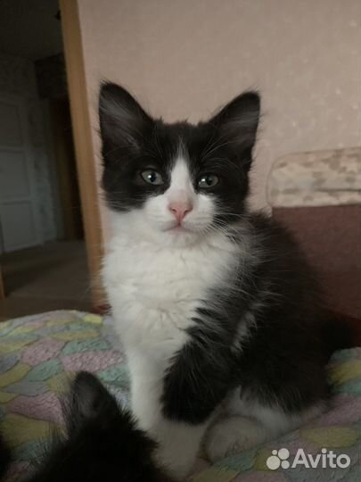 Кошка в дар бесплатно
