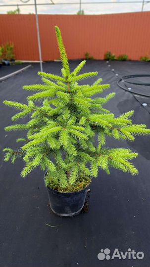 Ель колючая в контейнере